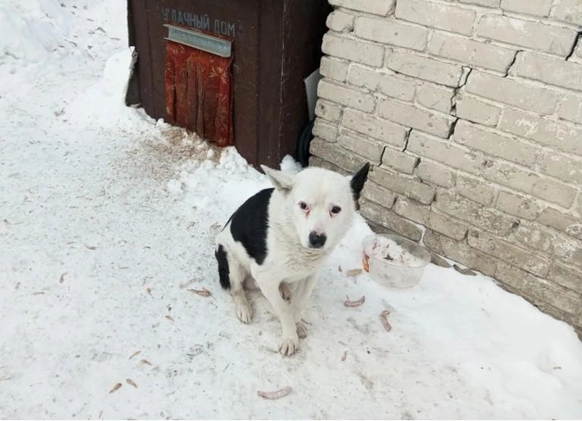 Кто-то из животных потом приводит за собой других | Источник: zdrav.nso.ru