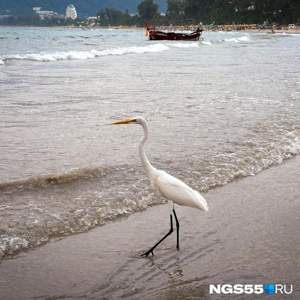 Цапля никуда не торопится, и ты не торопись | Источник: Тамара Башаева / NGS55.RU