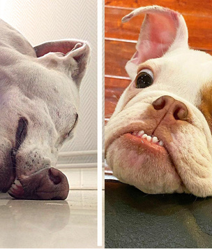 17 забавных фотографий собак, показывающих зубы