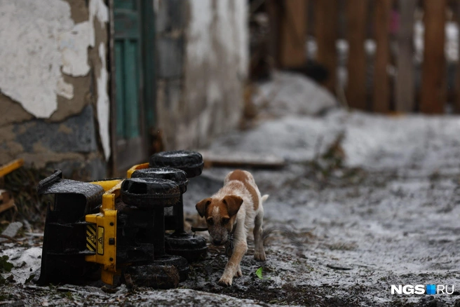 По двору разбросаны детские игрушки | Источник: Александр Ощепков / NGS.RU