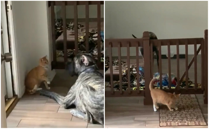 Кошка виртуозно заманивает собаку в ловушку и закрывает выход (видео)