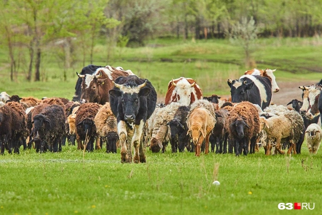 Источник: Роман Данилкин / 63.RU