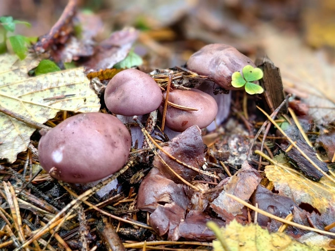 Источник: Грибы и Грибники Подмосковья / vk.com