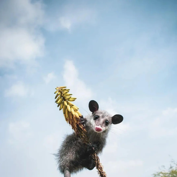 Источник: Isaac Mendoza / Smithsonian Magazine Photo Contest 2021