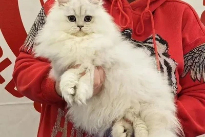 Британская кошка выставлена на продажу в Омске за 130 тыс.