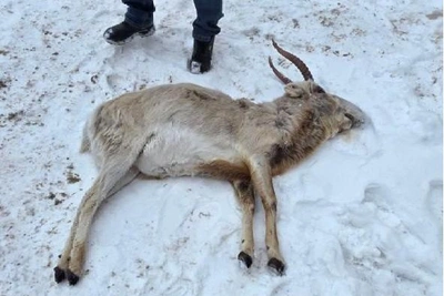 Мертвого сайгака нашли во дворе дома в Волжском