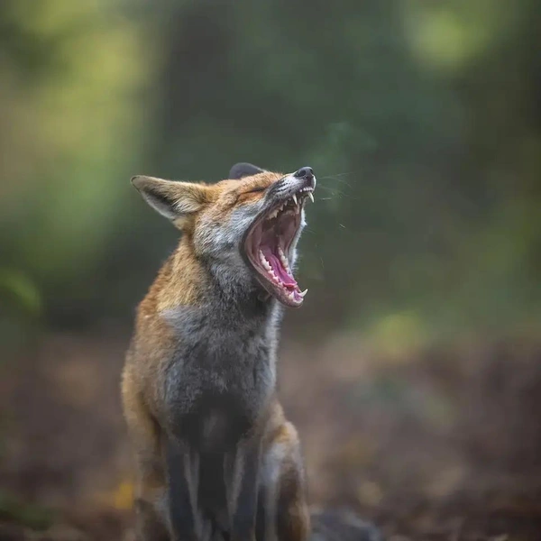 «Опять понедельник!» | Источник: Victor Soares / The Nature Photography Contest 2023