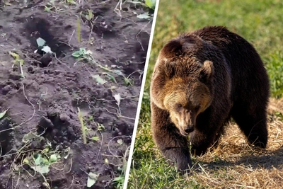 Медведь держит в страхе село Покатеево под Красноярском