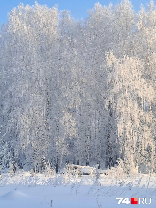 За городом царит настоящая зимняя сказка | Источник: читатель 74.RU