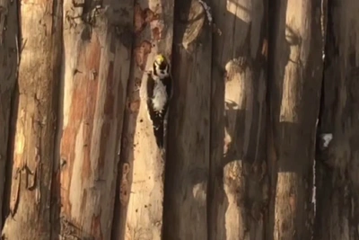 ‘Noise All Around’: Rare Three-Toed Woodpecker Spotted in Novosibirsk
