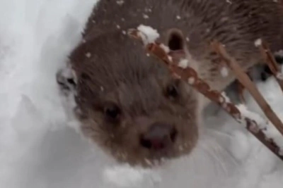 Выдры Ленинградского зоопарка резвятся в снегу