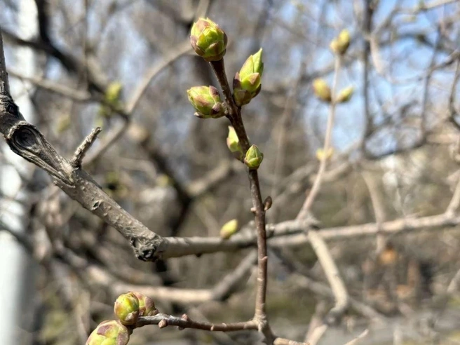 Такую картину обычно можно увидеть в апреле, но не в декабре | Источник: Микрорайон 49-А, Б,В Парковый Челябинск(Official / Vk.com