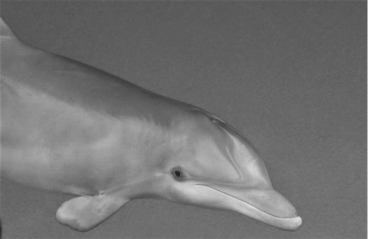 Ученые разделили дельфинов на правшей и левшей
