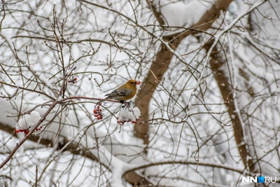Клуша, серпокрылка и другие редкие виды в обновленной Красной книге