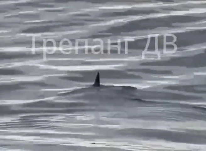 Понять, что это за вид, по записи не получилось | Источник: «Трепанг ДВ» / Telegram-канал