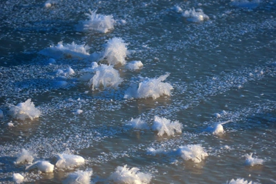 В парке Монрепо распустились ледяные цветы