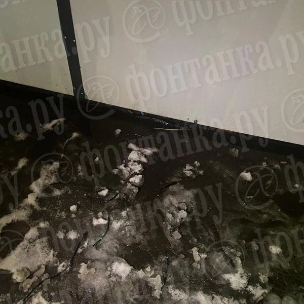 На севере Петербурга собака получила загадочную травму у ларька. Владелец уверен, что пса ударило током | Источник: «Фонтанка.ру»