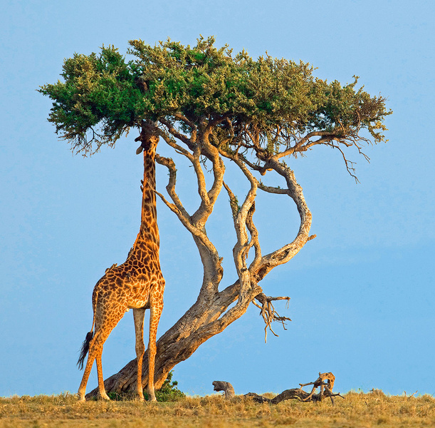 Шесть метров напряжения: 10 удивительных фактов о жирафах