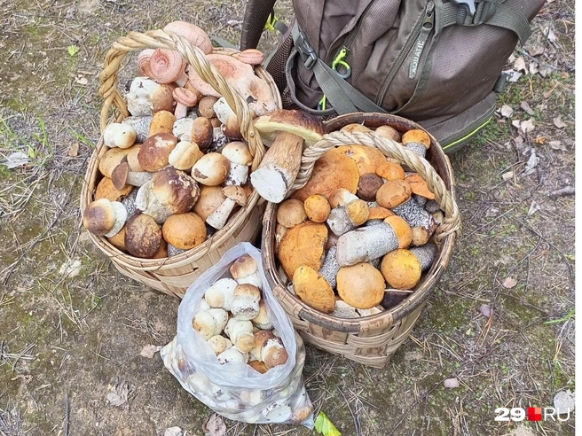 Настоящий грибной сезон только начинается | Источник: читательница 29.RU Светлана