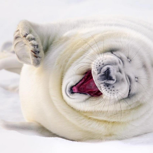 Источник: Sebastian Hennigs / GDT Nature Photographer of the Year 2015