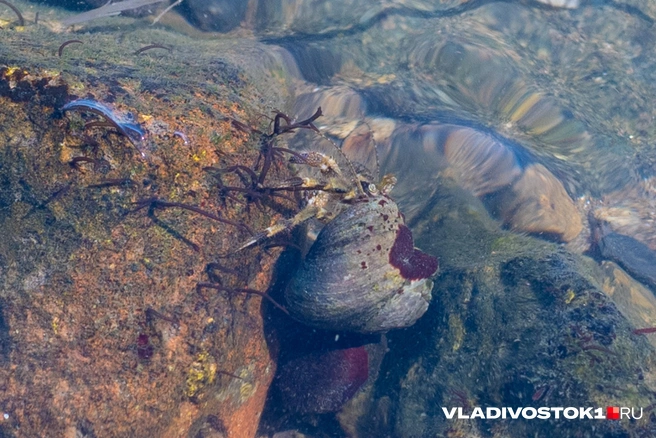 Источник: Елена Буйвол / VLADIVOSTOK1.RU