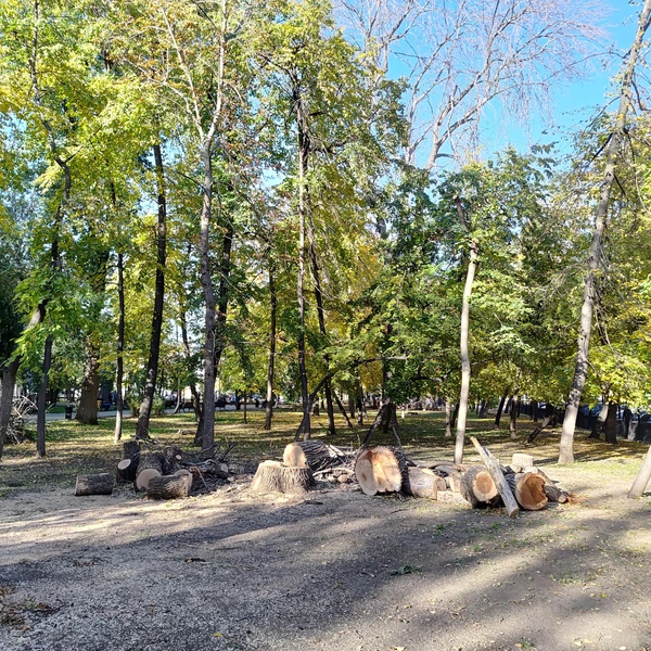 Источник: Сергей Гендин / 164.RU