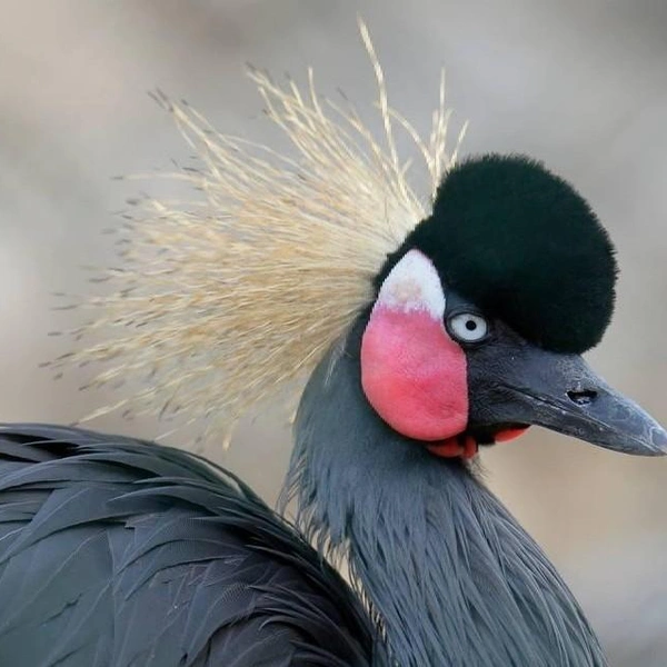 Ленинградский зоопарк показал необычную птицу с золотистым венцом. Взгляните на нее | Источник: Ленинградский зоопарк