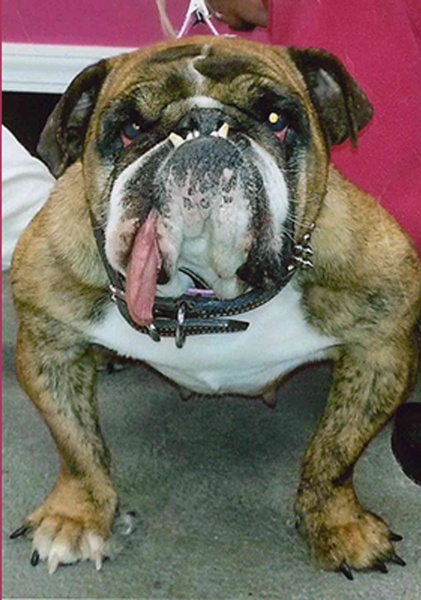 Самая страшная собака в мире