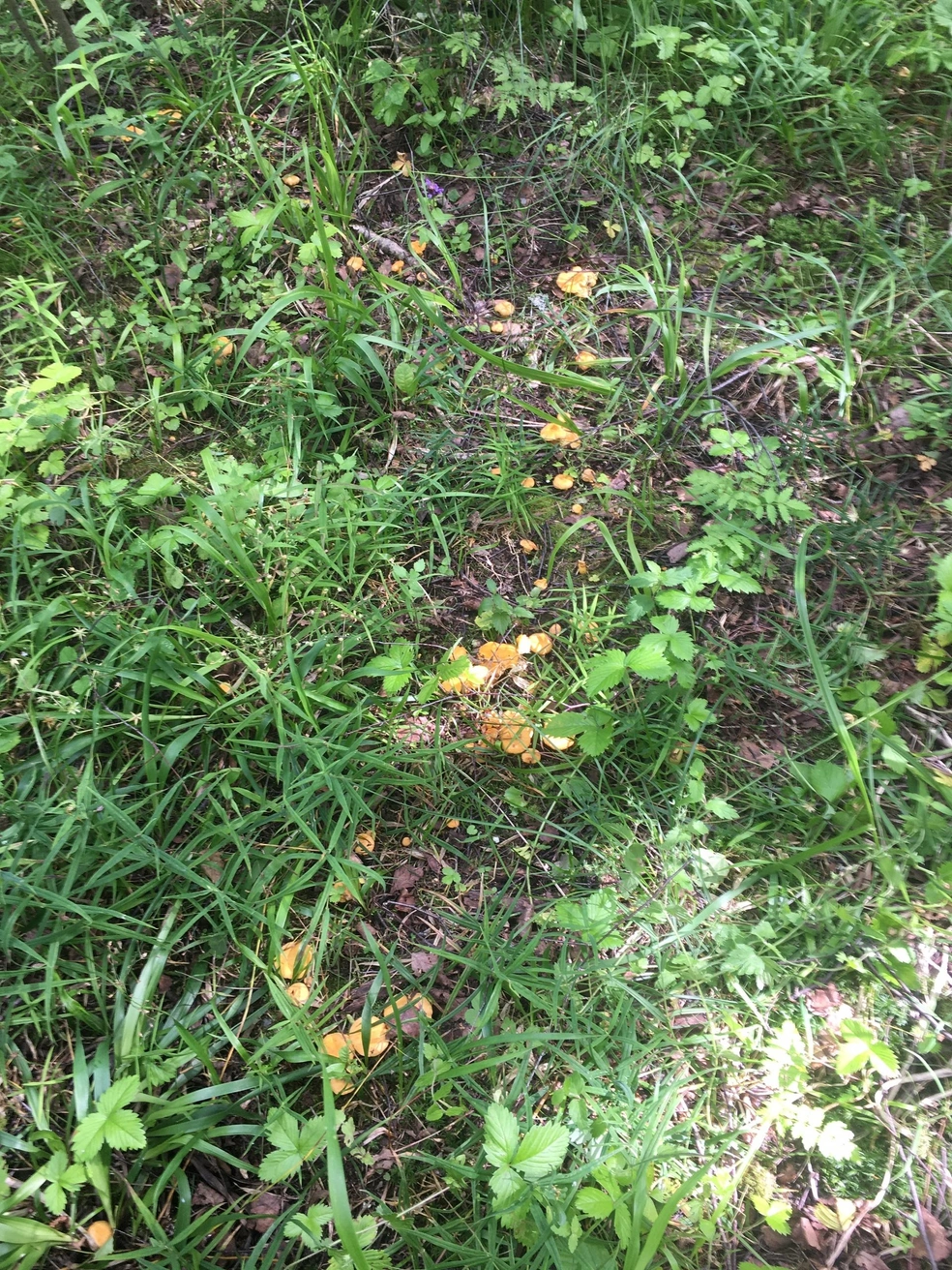 В Гаврилов-Ямском районе лисички растут в окружении земляники | Источник: Кирилл Комаров, Грибы Ярославской области 2025 / Vk.com