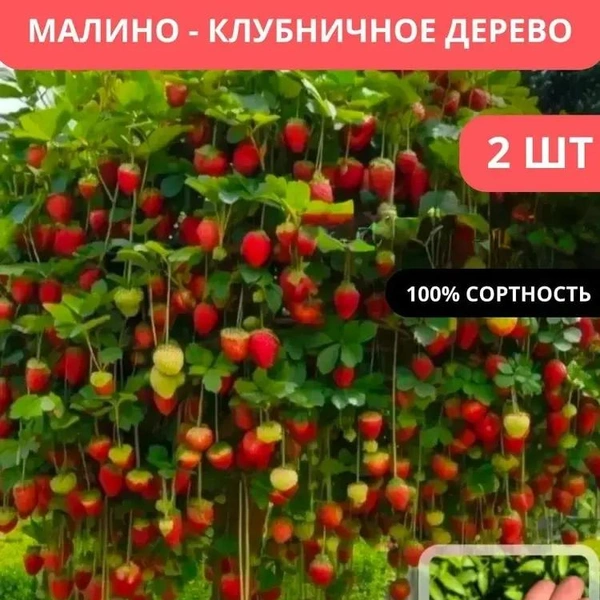 По мнению экспертов, создать малиново-клубничное дерево невозможно | Источник: скриншот с маркетплейса