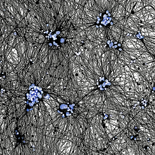 Призер в номинации «Микрофотография». На снимке запечатлена сеть мотонейронов человека, выращенных in vitro из стволовых клеток | Источник: Swetha Gurumurthy / The Royal Society Publishing Photography Competition 2025