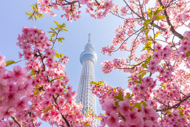 В Японии цветет сакура
