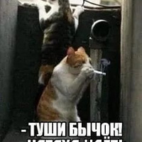 Аватарка Torti