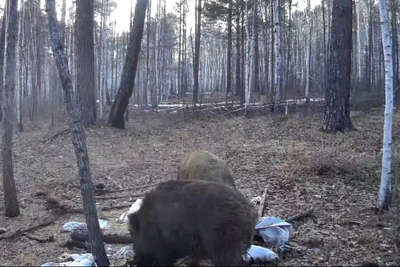 Охота на медведей, кабанов и волков началась в Амурской области