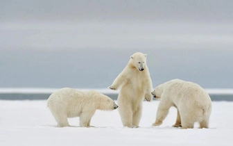 Галантные пушистые и пернатые: 15 самых куртуазных фото животных в истории конкурса Comedy Wildlife Photography Awards