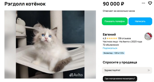 Котенок рэгдолла с голубыми глазами | Источник: Avito.ru