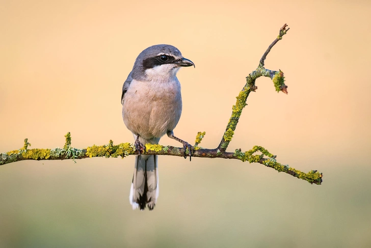 Источник: Shutterstock/Fotodom.ru