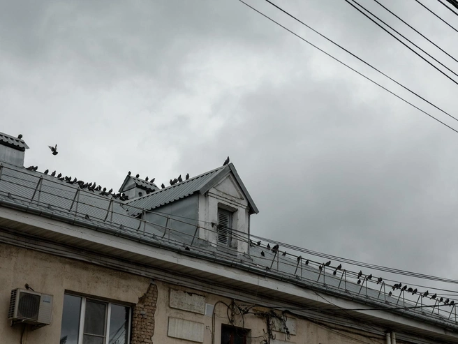Птицы обосновались на крыше дома за остановкой на Октябрьской площади. | Источник: Александр Куренной / 76.RU
