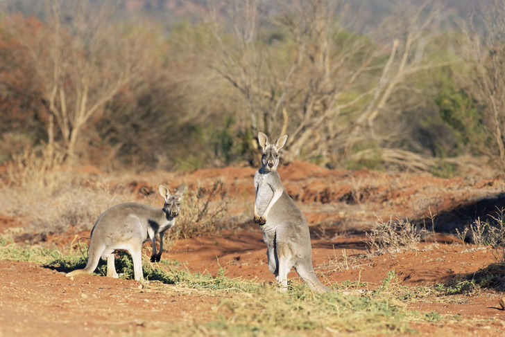 Австралийские пустынники: как живут гигантские рыжие кенгуру