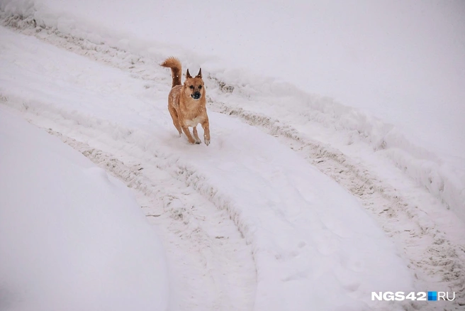 Источник: Максим Серков / NGS42.RU