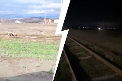 В Башкирии заметили двух волков: опубликовано видео