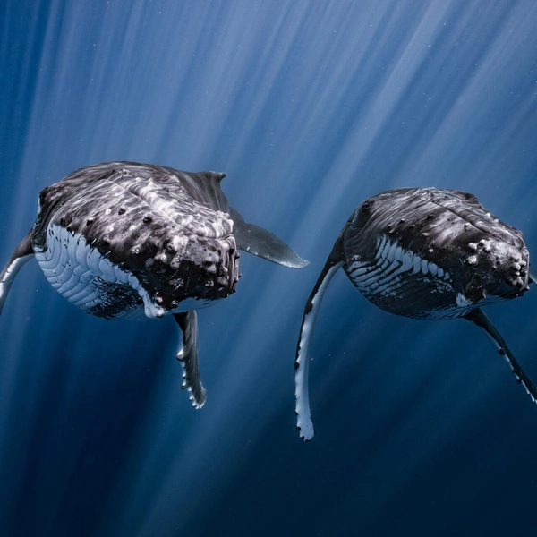 Финалист в номинации «Молодой фотограф года» | Источник: Yuka Takahashi / Ocean Photographer of the Year 2025