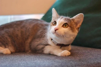 Cat Marusya Born on Street Awaits Home in Novosibirsk