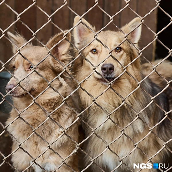 У каждой собаки — своя история | Источник: Александр Ощепков / NGS.RU