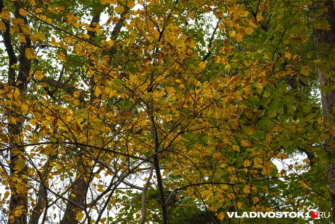 Источник: Елена Буйвол / VLADIVOSTOK1.RU