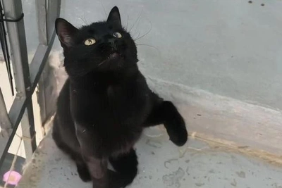 Abandoned Cat Survives Forest, Hides Kittens in Trees