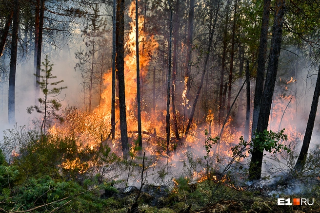 Один окурок — и беда: в Екатеринбурге полыхают пожары на фоне аномальной жары | Источник: Артем Устюжанин / E1.RU