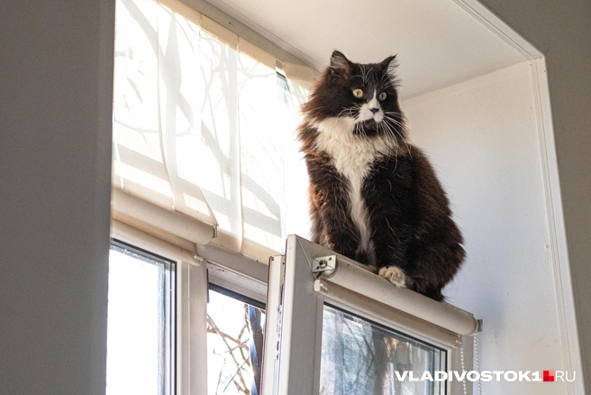 Каждого из питомцев все-таки ждет переезд | Источник: Елена Буйвол / VLADIVOSTOK1.RU
