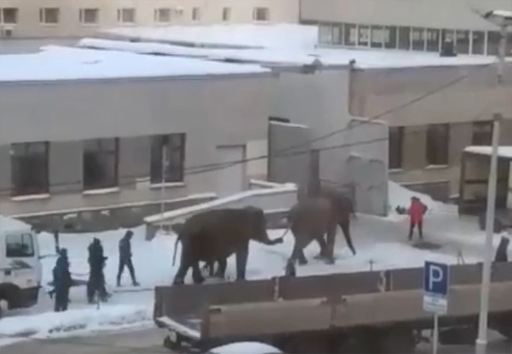 В Екатеринбурге слоны удрали от дрессировщиков, чтобы поваляться в снегу (видео)