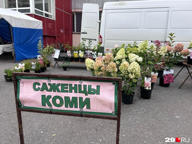 Источник: Кристина Полевая / 29.RU